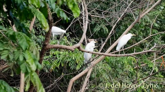 Western Cattle Egret - ML201527251