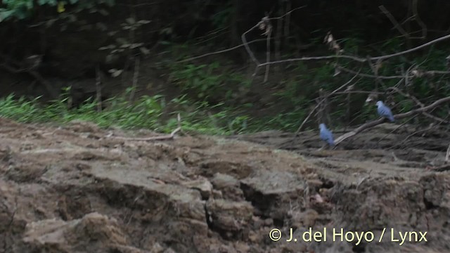 Blue Ground Dove - ML201527261