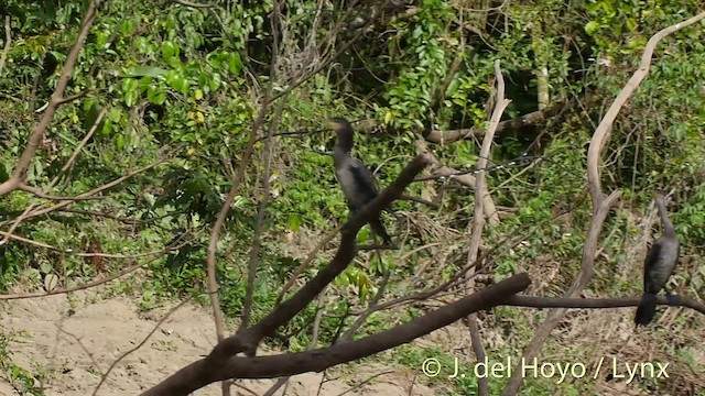 Neotropic Cormorant - ML201527331