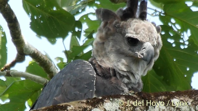 Harpy Eagle - ML201527371