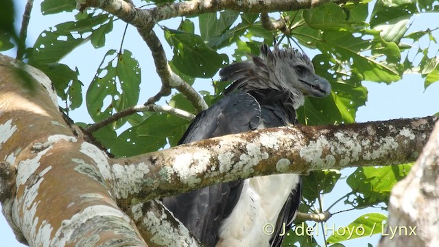 Harpy Eagle - ML201527381