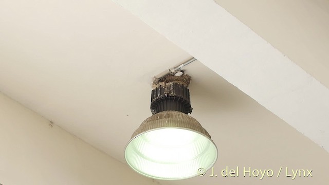 House Sparrow - ML201527411