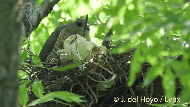 Levant Sparrowhawk - ML201527421