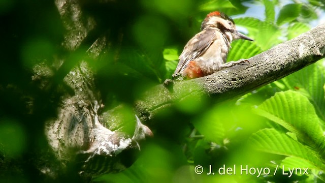 Lesser Spotted Woodpecker - ML201527471