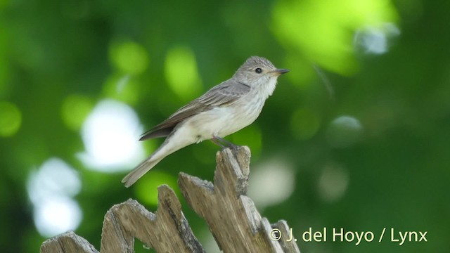 Spotted Flycatcher - ML201527481