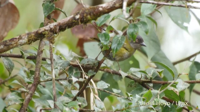 Dusky Chlorospingus - ML201527541