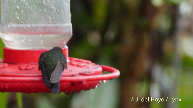 Colibrí Turmalina - ML201527551