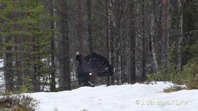 Глухарь - ML201527591