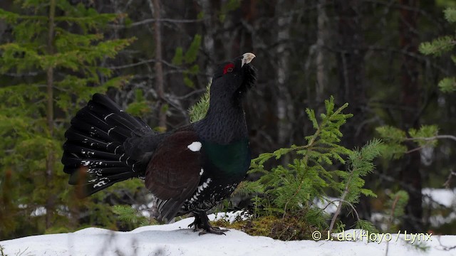 Western Capercaillie - ML201527661