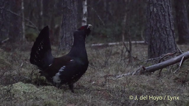 Western Capercaillie - ML201527671