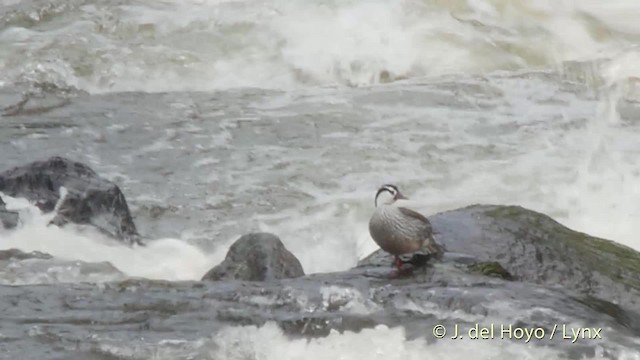 Torrent Duck - ML201527681