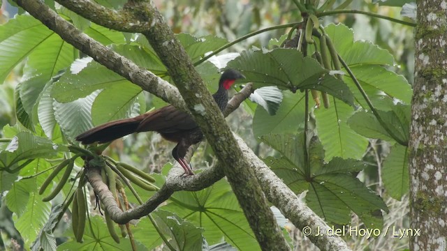 Cauca Guan - ML201527701