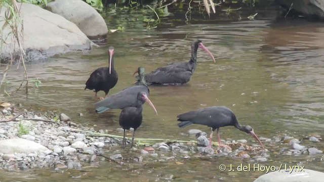 rødmaskeibis - ML201527711