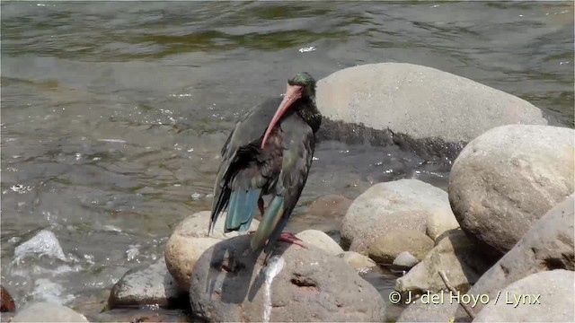 rødmaskeibis - ML201527721