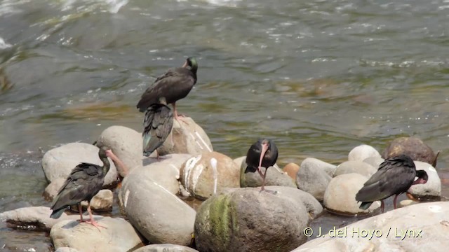 rødmaskeibis - ML201527731