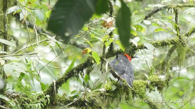 Red-ruffed Fruitcrow - ML201527741