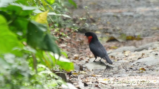 Red-ruffed Fruitcrow - ML201527751