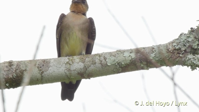 Southern Rough-winged Swallow - ML201527761