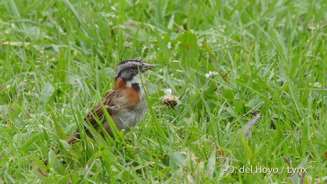 Chingolo Común (grupo capensis) - ML201527791