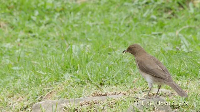 Black-billed Thrush (Drab) - ML201527801