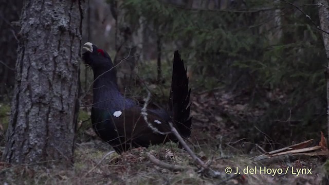 Western Capercaillie - ML201527881