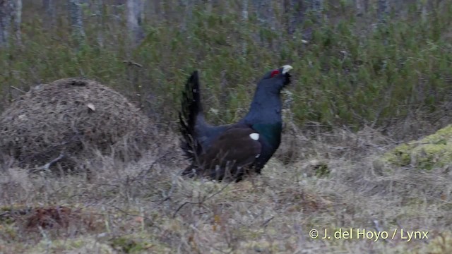 Western Capercaillie - ML201527891