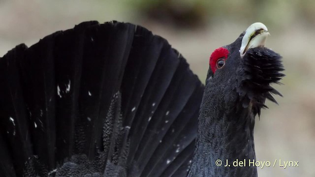 Western Capercaillie - ML201527901