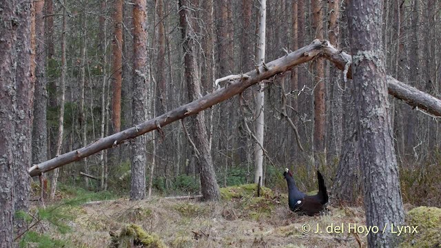 Western Capercaillie - ML201527911