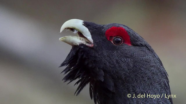 Western Capercaillie - ML201527921