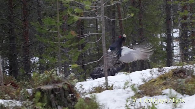 Western Capercaillie - ML201527941