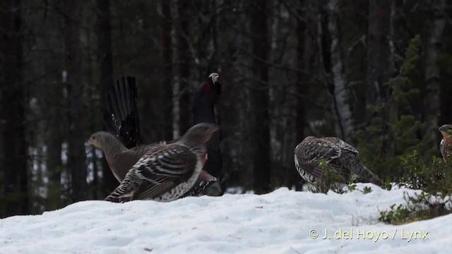 Western Capercaillie - ML201527971