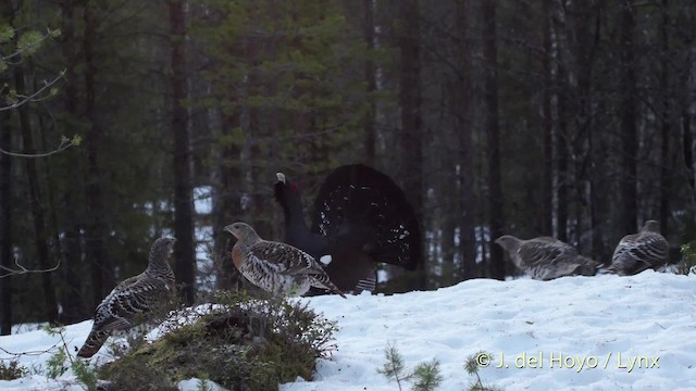 Western Capercaillie - ML201527991