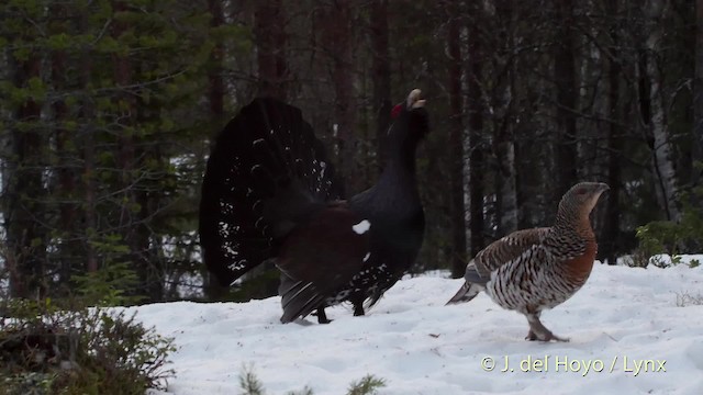 Western Capercaillie - ML201528001