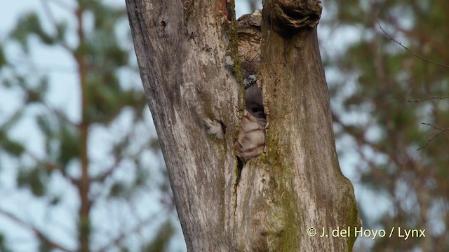 puštík bělavý - ML201528031