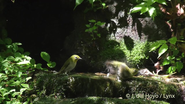 Warbling White-eye - ML201528041