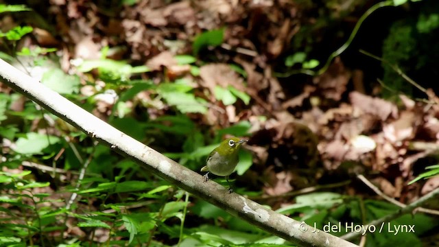 Warbling White-eye - ML201528051