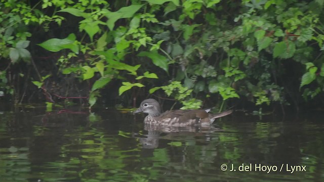 Pato Mandarín - ML201528101