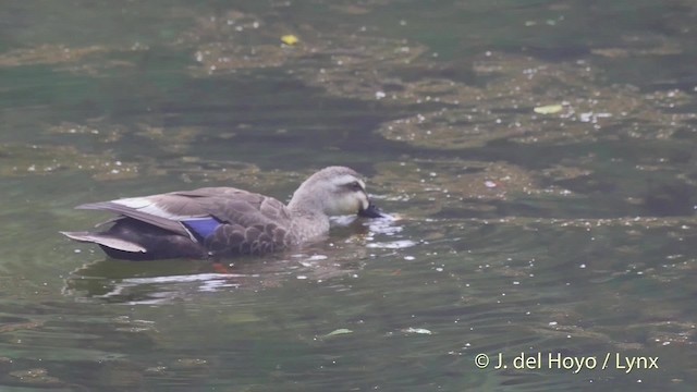 Eastern Spot-billed Duck - ML201528111