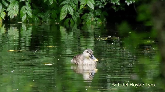 Eastern Spot-billed Duck - ML201528131