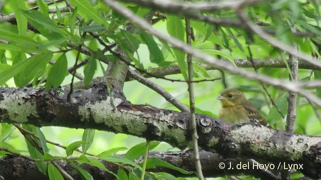 Yellow Bunting - ML201528141