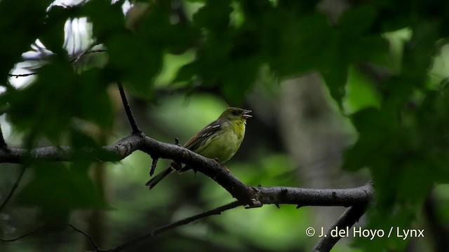 Yellow Bunting - ML201528151