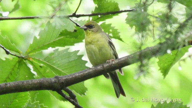 Yellow Bunting - ML201528161