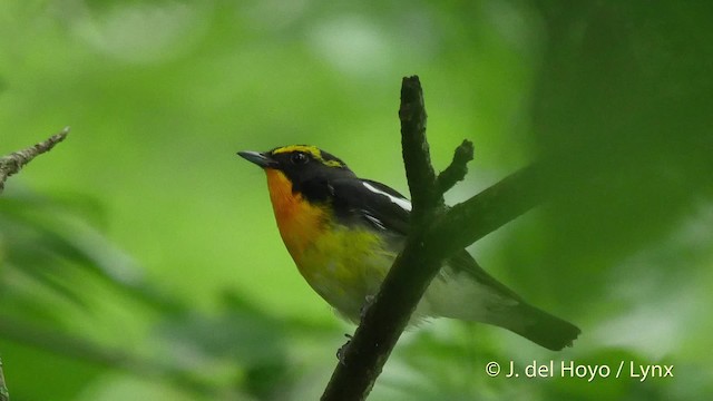 Narcissus Flycatcher - ML201528171