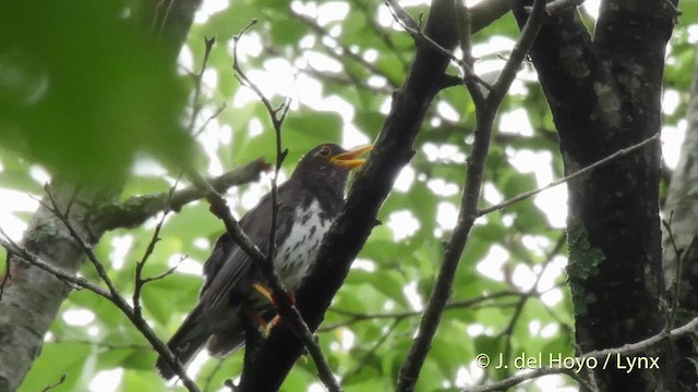 Japanese Thrush - ML201528181