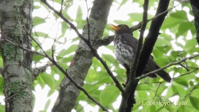 Japanese Thrush - ML201528191