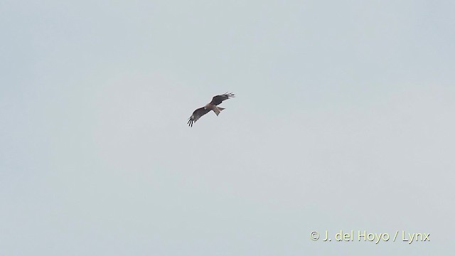 Black Kite (Black-eared) - ML201528211