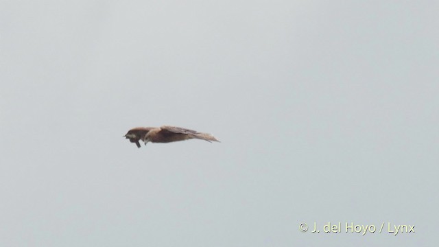 Black Kite (Black-eared) - ML201528221