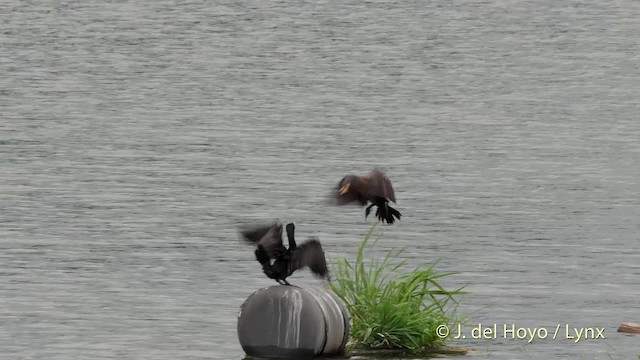 kormorán velký (ssp. sinensis/hanedae) - ML201528251