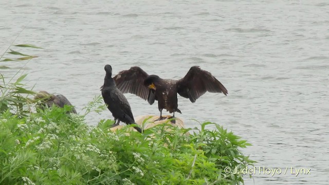 Kormoran (sinensis/hanedae) - ML201528261