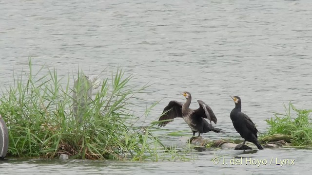 Grand Cormoran (sinensis/hanedae) - ML201528281